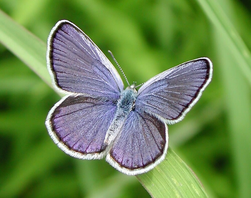Karner_Blue.jpg