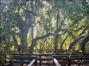 Bayard-weeping-beech.jpg
