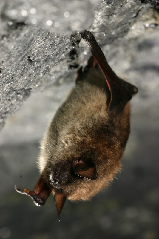 brown_bat.jpg