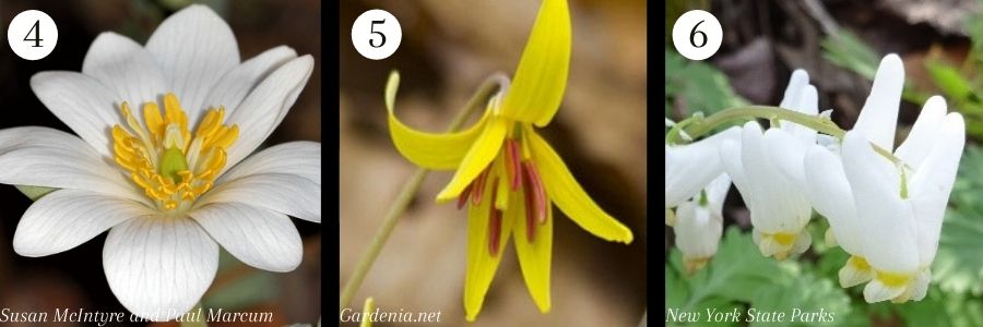 Wildflowers_2.jpg