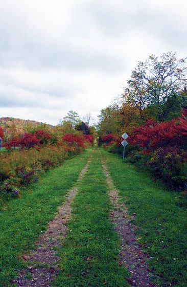 Pat-McGee-Trail.JPG