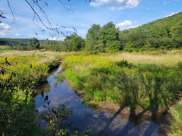 Marsh_resized.jpg