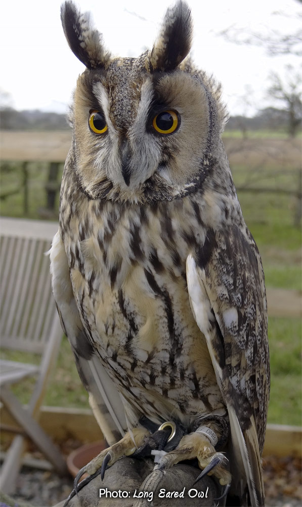 Asio-otus1.jpg