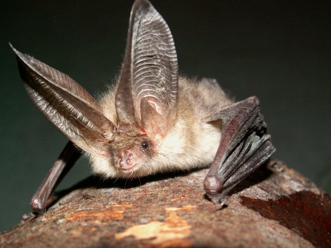 NLEBat.jpg