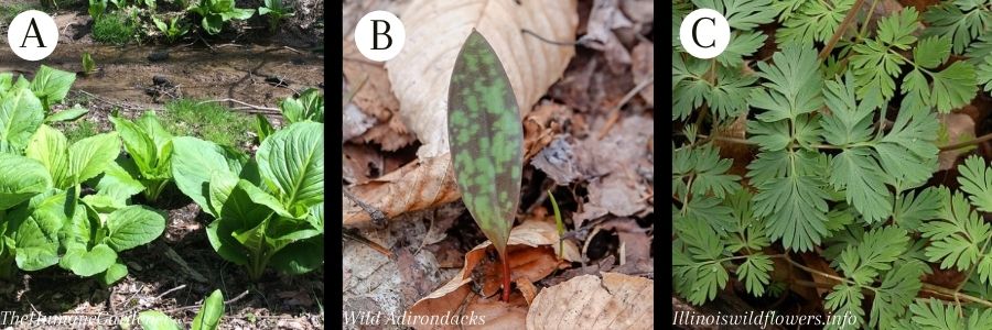 Wildflower_leaves_1.jpg