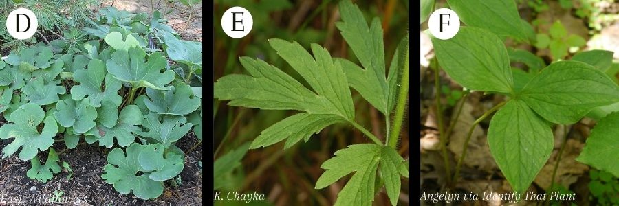 Wildflower_leaves_2.jpg