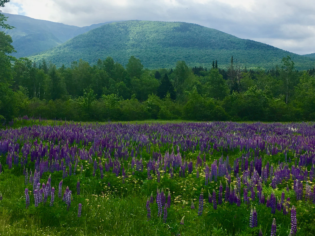 MB_Lupine_NH.jpg